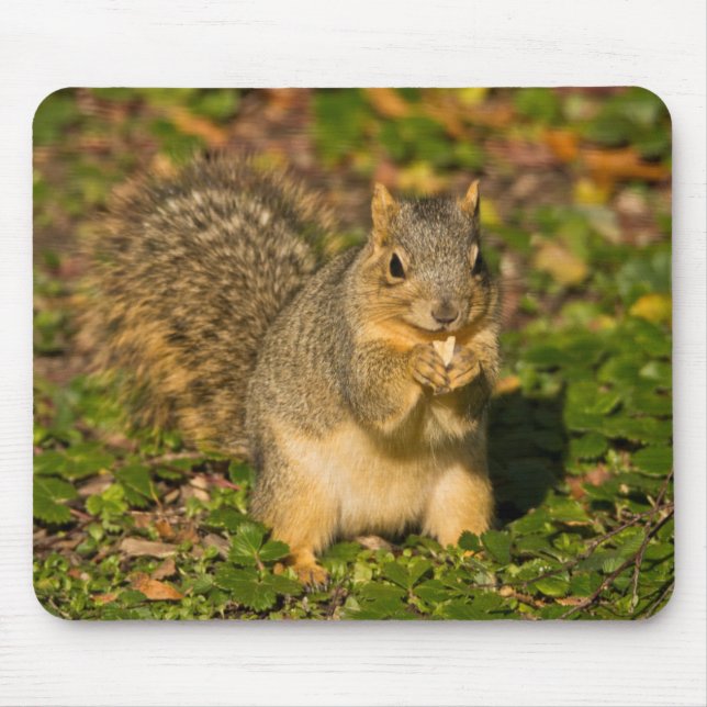 Grey Squirrel, eating, peanut, Crystal Springs Mouse Pad (Front)
