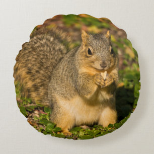 Grey Squirrel, eating, peanut, Crystal Springs Round Cushion