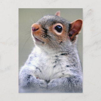 Grey Squirrel Face Photograph Postcard