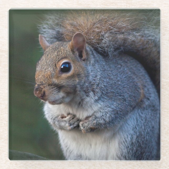 Grey Squirrel Glass Coaster (Front)