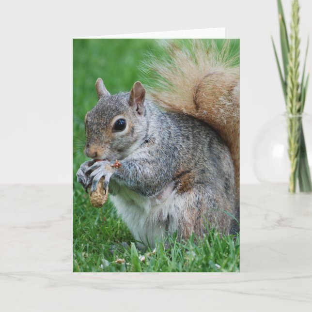 Grey Squirrel  Greeting Card (Front)