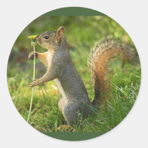 Grey Squirrel Holding A Small Dandelion Classic Round Sticker