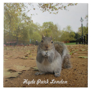 Grey Squirrel Hyde Park London. Ceramic Tile