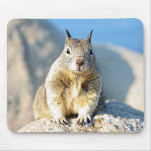 Grey squirrel, Monterey Bay, California Mouse Pad
