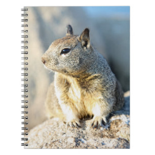 Grey squirrel, Monterey Bay, California Notebook
