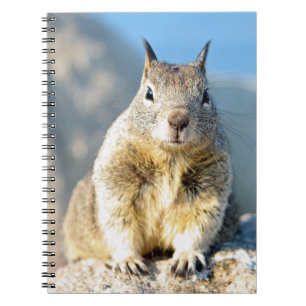 Grey squirrel, Monterey Bay, California Notebook