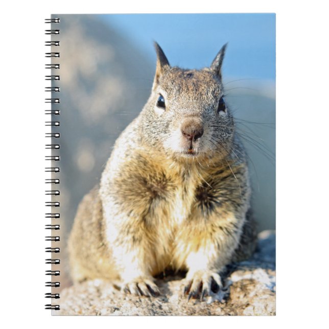 Grey squirrel, Monterey Bay, California Notebook (Front)