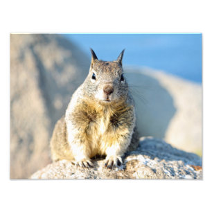 Grey squirrel, Monterey Bay, California Photo Print