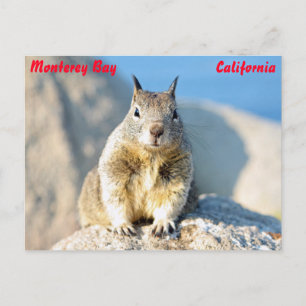 Grey squirrel, Monterey Bay, California Postcard