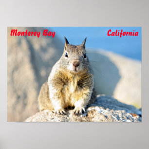 Grey squirrel, Monterey Bay, California Poster