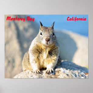 Grey squirrel, Monterey Bay, California Poster