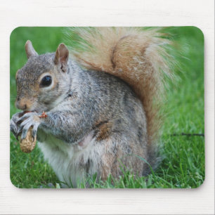 Grey Squirrel  Mouse Pad