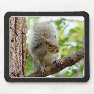 Grey Squirrel on a Branch Mousepad