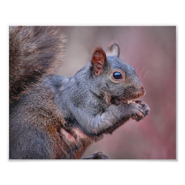 Grey Squirrel Photo Print (Front)