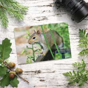 Grey Squirrel Photograph Postcard