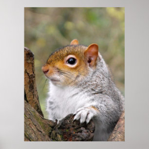 Grey Squirrel portrait Poster