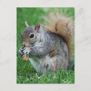 Grey Squirrel  Postcard