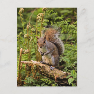 Grey Squirrel Postcard