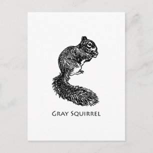 Grey Squirrel Postcard