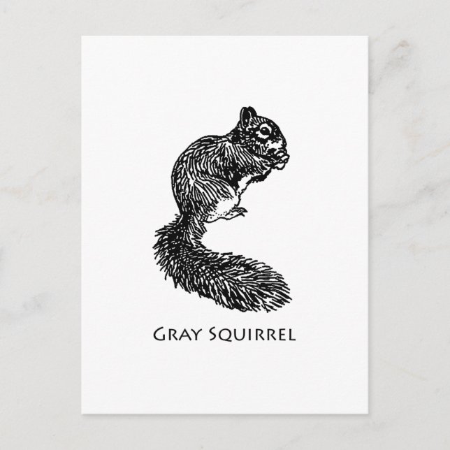 Grey Squirrel Postcard (Front)