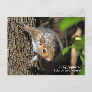 Grey Squirrel Postcard