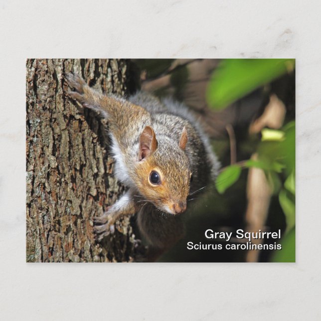 Grey Squirrel Postcard (Front)