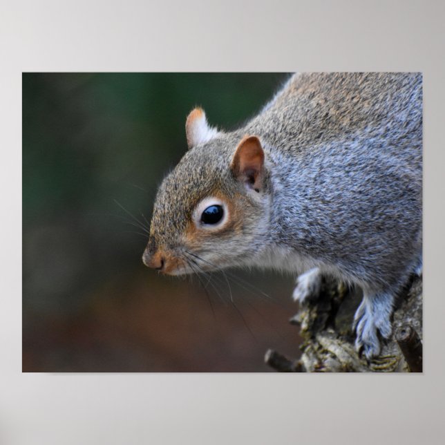 Grey Squirrel  Poster (Front)