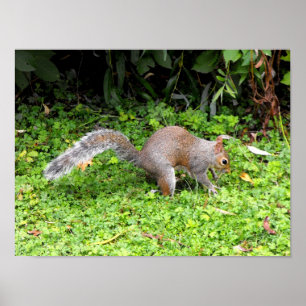 Grey squirrel poster