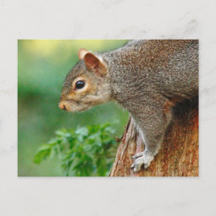 Grey Squirrel. Roath Park, Cardiff, Wales Postcard
