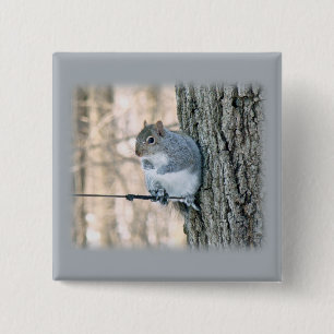Grey Squirrel - Sciurus carolinensis 15 Cm Square Badge