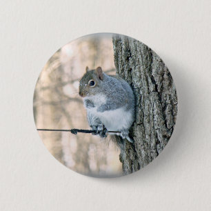 Grey Squirrel - Sciurus carolinensis 6 Cm Round Badge