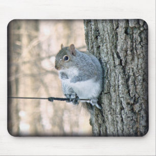 Grey Squirrel - Sciurus carolinensis Mouse Pad