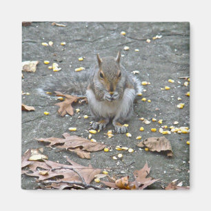 Grey Squirrel Series Magnet