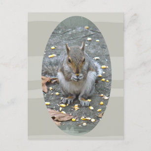 Grey Squirrel Series Postcard