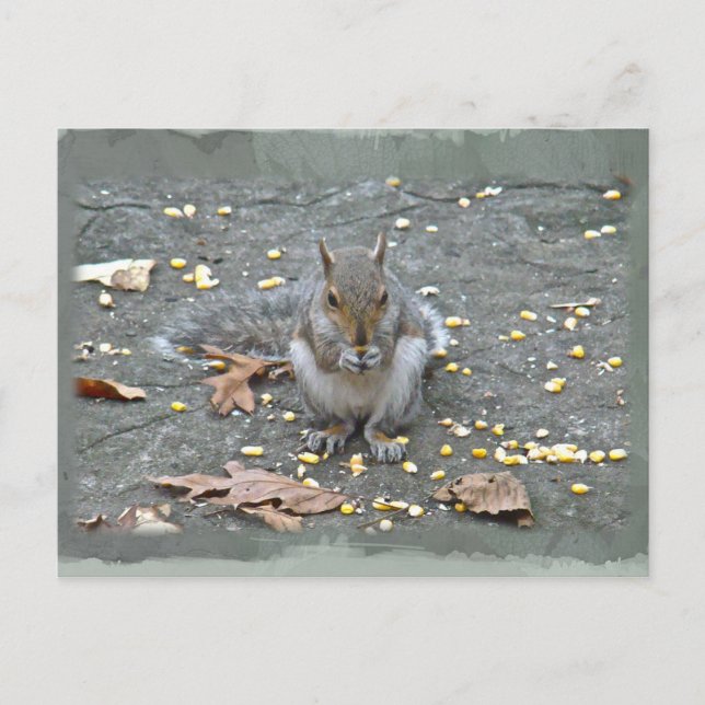 Grey Squirrel Series Postcard (Front)
