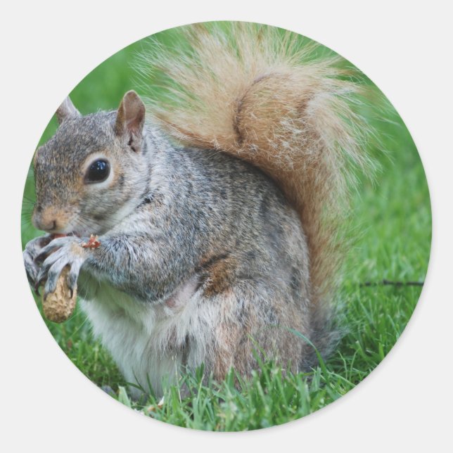 Grey Squirrel  Sticker (Front)