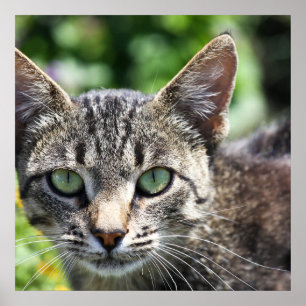 Grey Stripe Cat with Green Eyes Poster