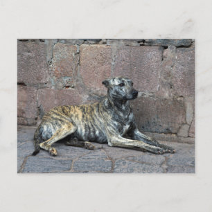 Grey-Striped Dog in Cusco, Peru Postcard