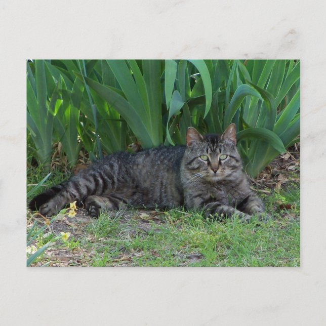 Grey Tabby Cat by Irises Postcard (Front)