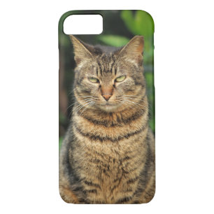 Grey Tabby Cat iPhone 8/7 Case