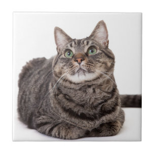 Grey Tabby Cat Ceramic Tile