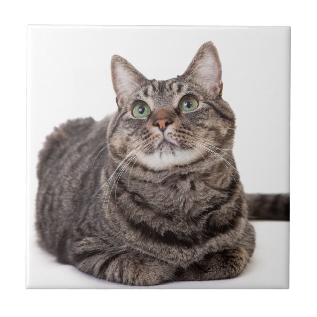 Grey Tabby Cat Ceramic Tile (Front)