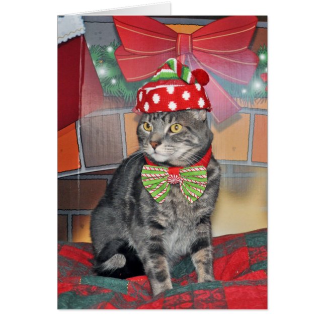 Grey tabby cat Christmas card (Front)