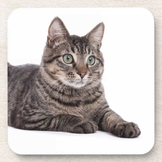 Grey Tabby Cat Coaster (Front)