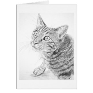 Grey Tabby Cat Drawing