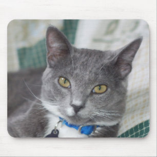 grey tabby cat mousepad