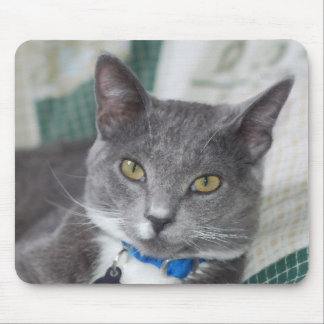 grey tabby cat mousepad