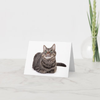 Grey Tabby Cat Note Card