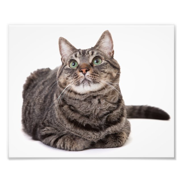 Grey Tabby Cat Photo Print (Front)