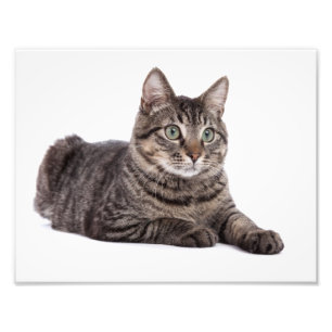 Grey Tabby Cat Photo Print